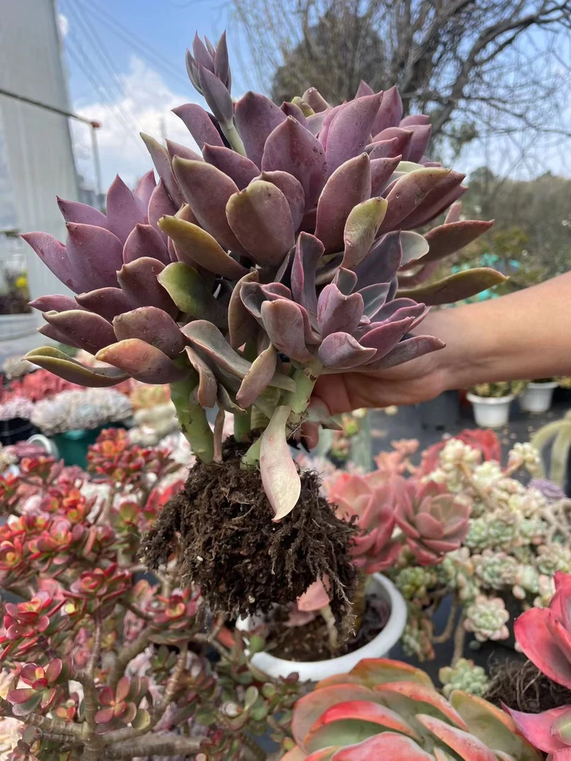 地栽琼斯  精品多肉植物