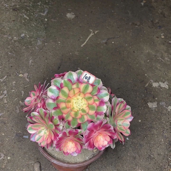 倾城108多肉植物法师