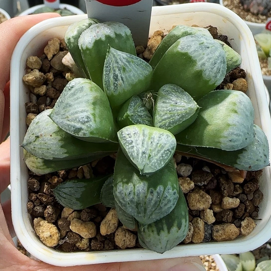 163号实生丸叶带侧芽一物一拍带盆