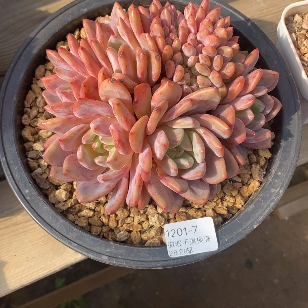 枫***叶7号多肉群漂亮的呀