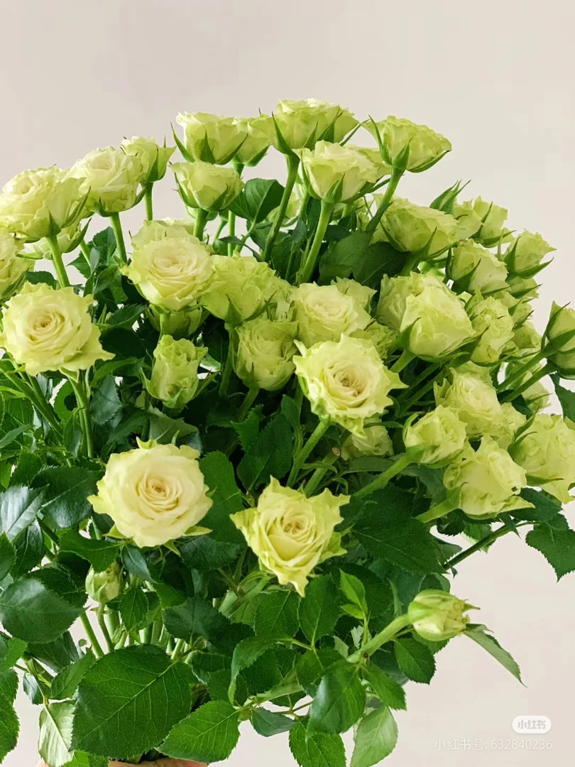 繁星多头玫瑰（云南鲜花基地直发）