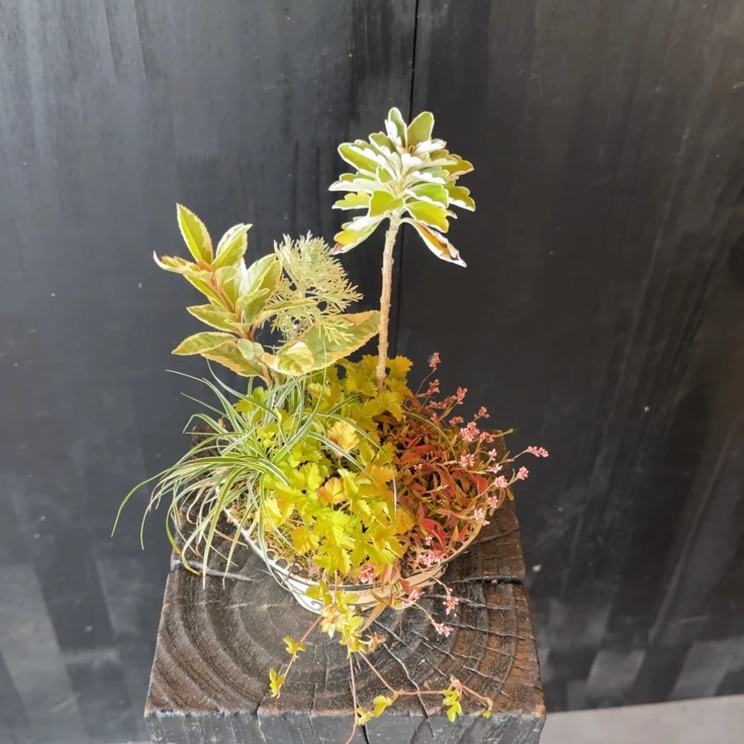 l***范无花朵山野草日本手绘盆
