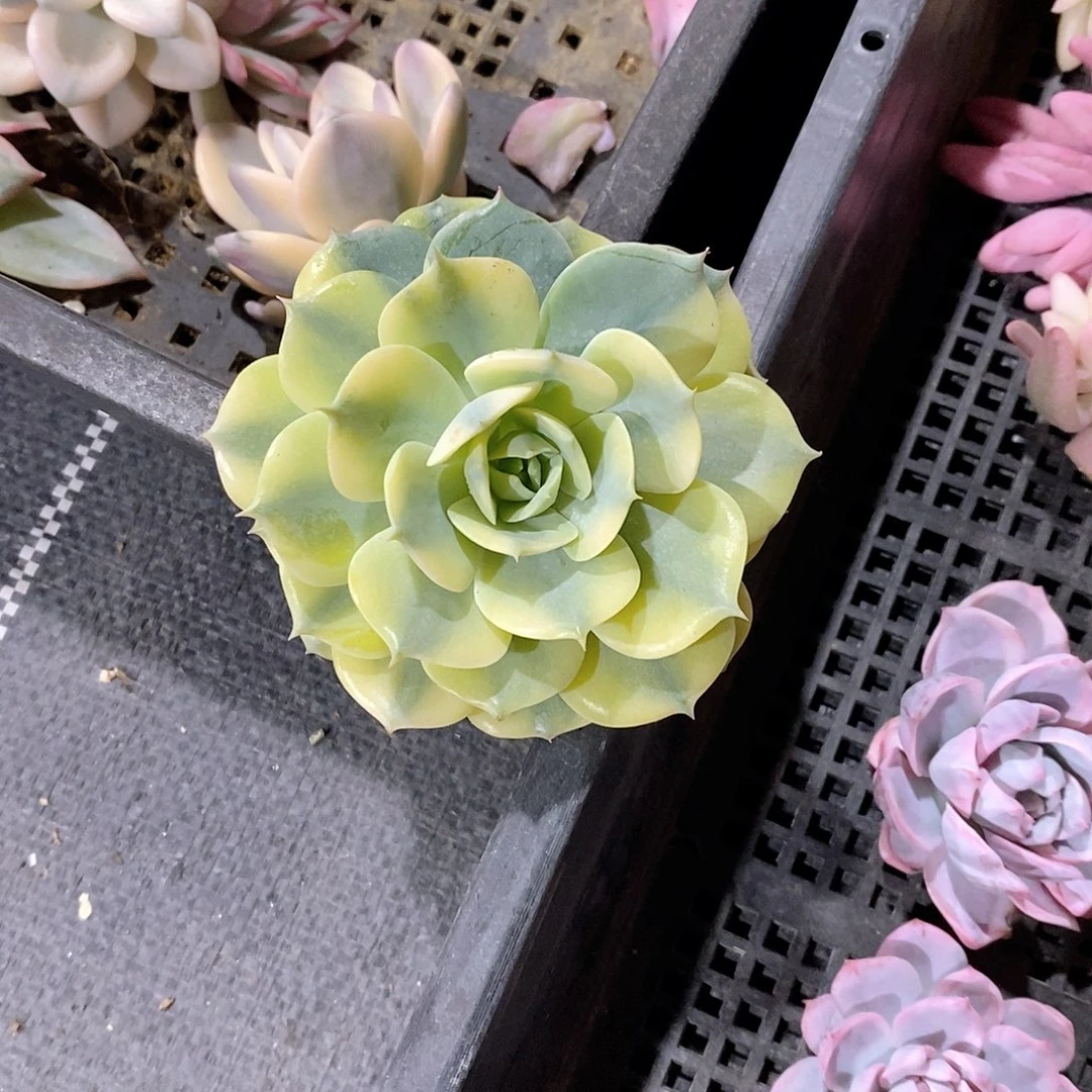 雪域锦多肉植物老桩