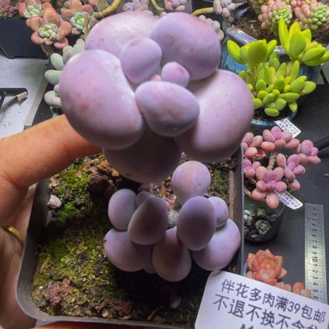 芭比奶酪339/4cm多肉