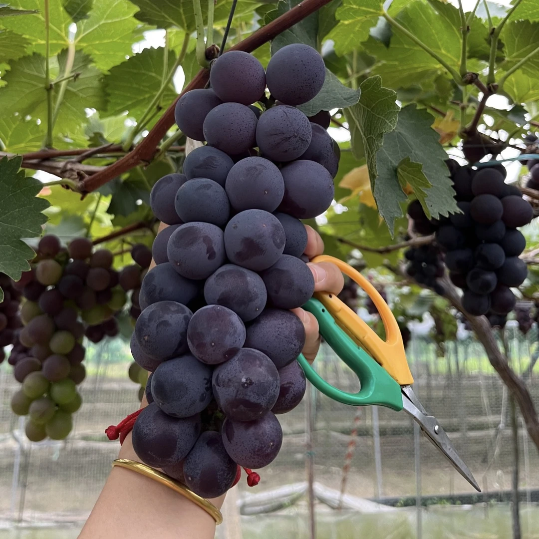 【新疆包邮｜巨峰葡萄】گىگانىت چۇققا两年生本地葡萄苗包品种易成活