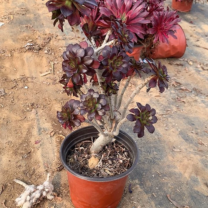 多肉植物黑袁叶19有断头