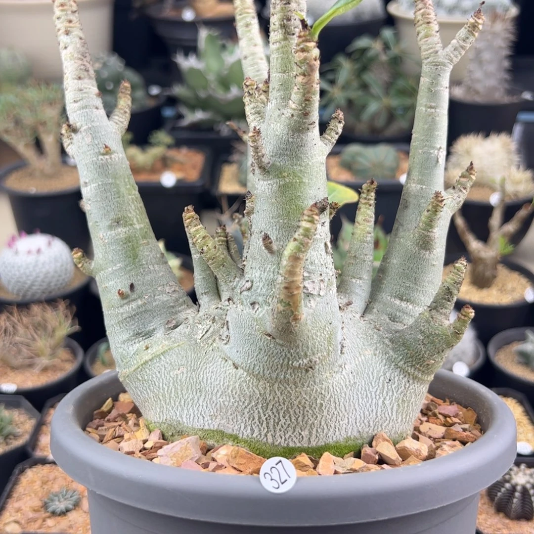 哥斯拉沙漠玫瑰一物一拍327