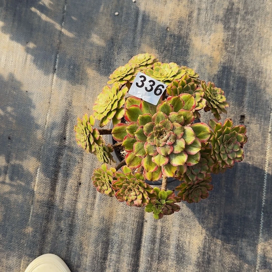 336花脸粉黛法师多肉