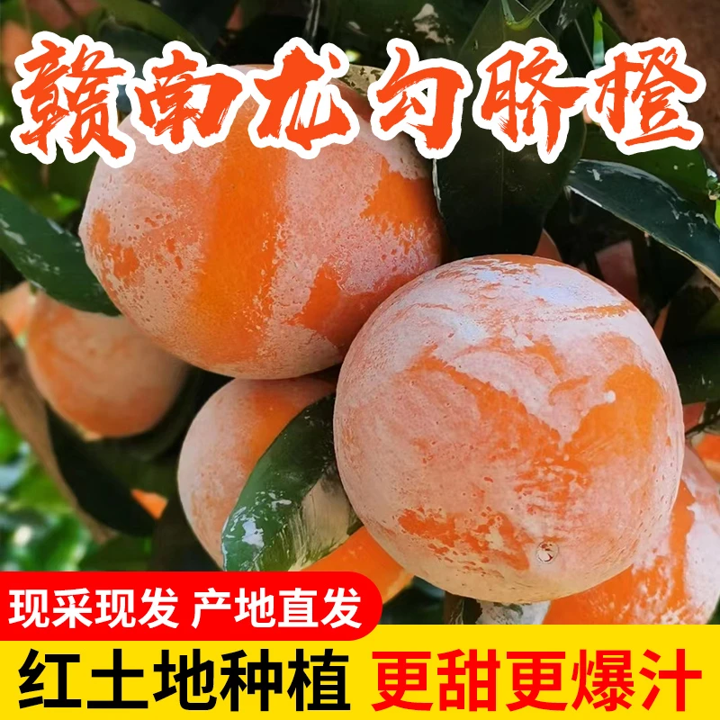 【无籽江西脐橙】正宗赣南现摘现发手剥当季水果产地直发送礼特产