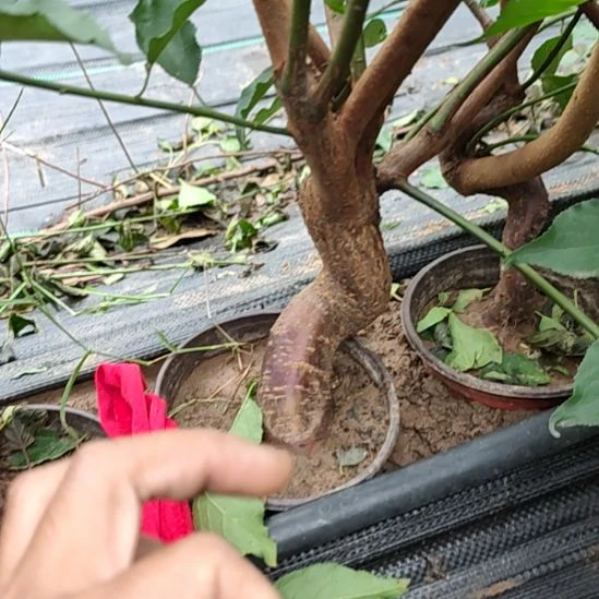 张***平无花朵梅花盆景精品造型