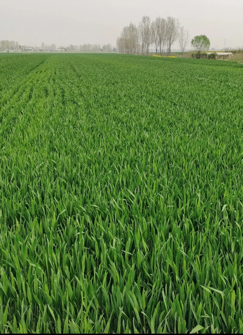 防治小麦年后根腐病，枯白穗，防病增产