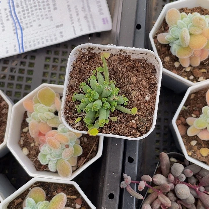 炸酱草带盆土发货