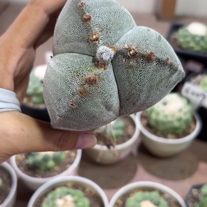 6039大三角銮风玉好