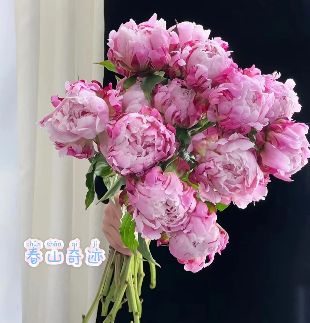 A级春山奇迹芍药鲜切枝水培好养