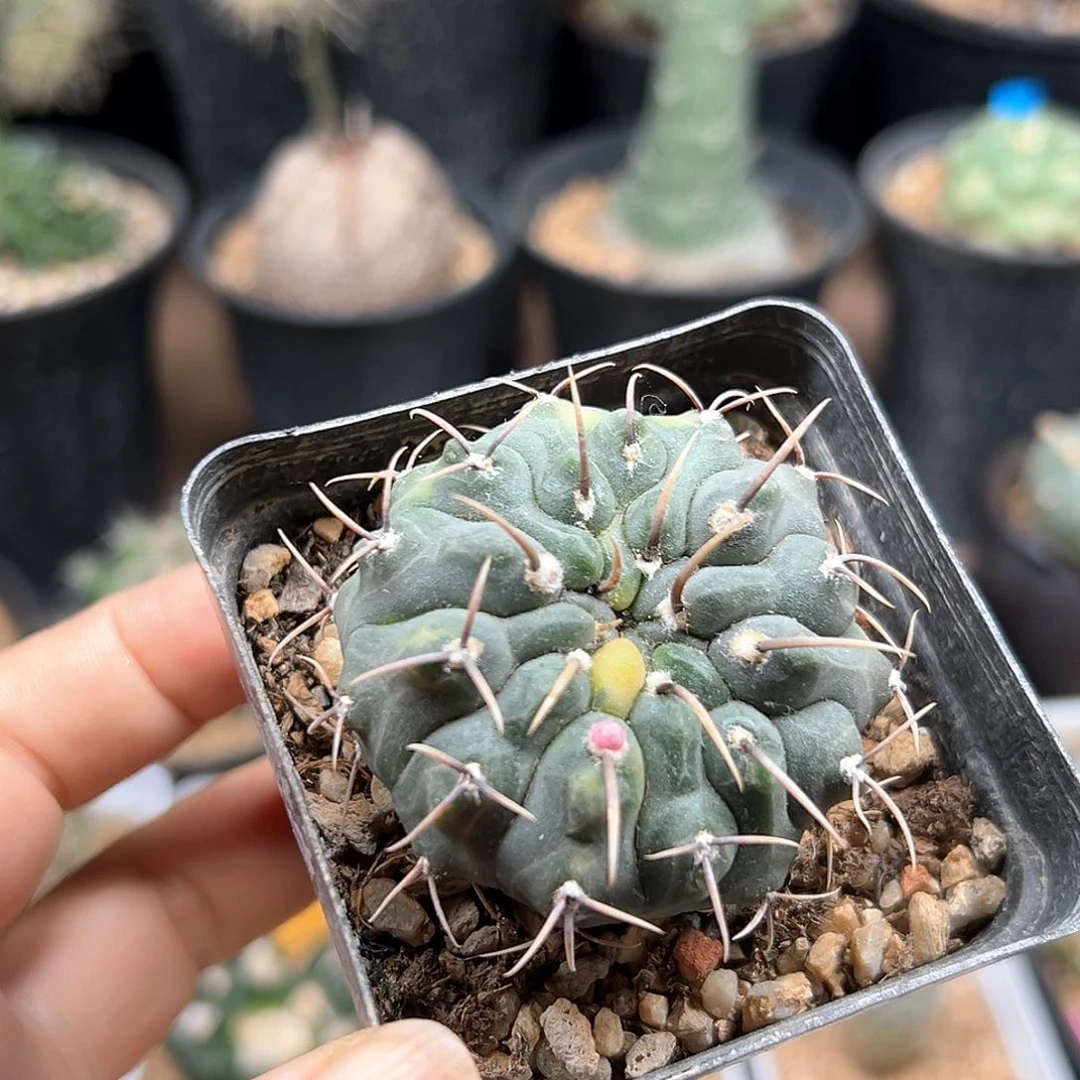 实生裸萼锦5公分