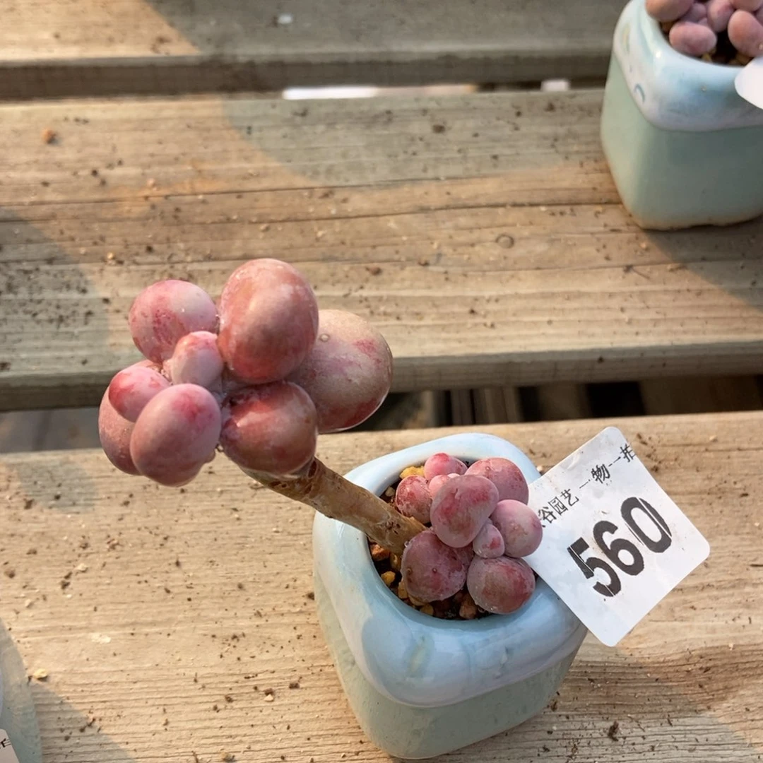 560糖果腰子蛋带盆土