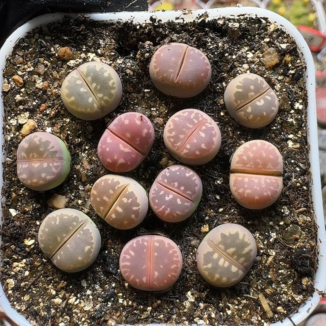 生石花11111。  1公分。  237