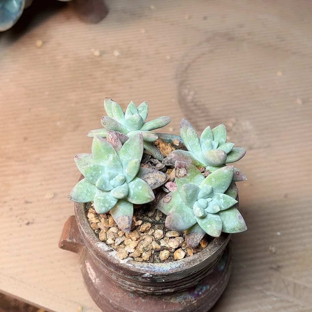 刘丹白菊多肉哈哈哈