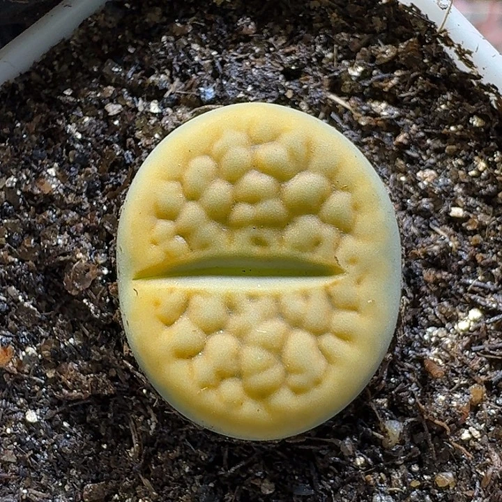 生石花111111。  126