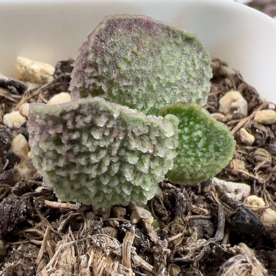 实生新品多肉植物水泡多肉植物水泡