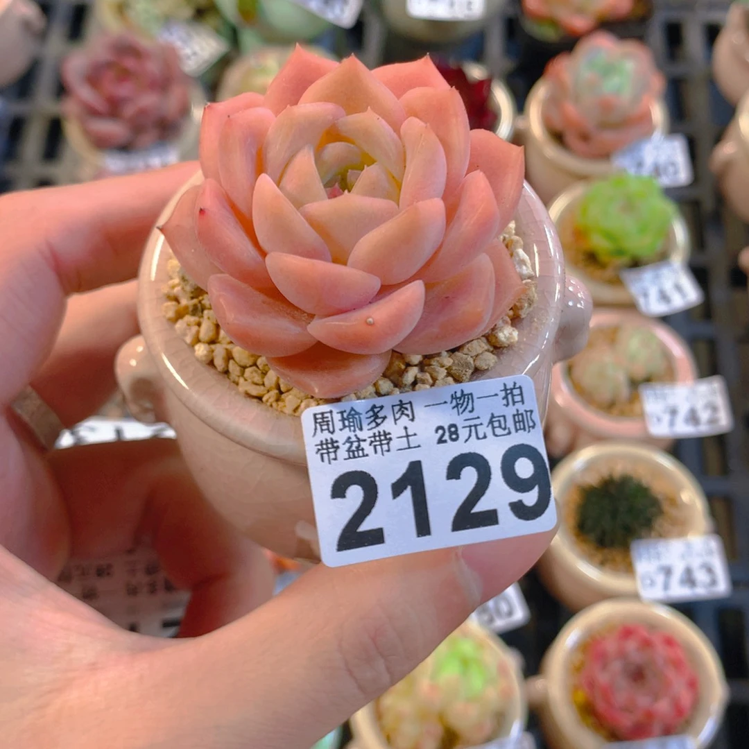 5厘米精控多肉2129