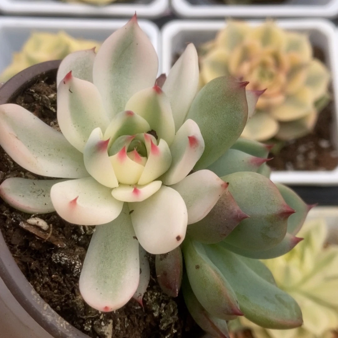 062锦锦锦锦锦锦锦锦