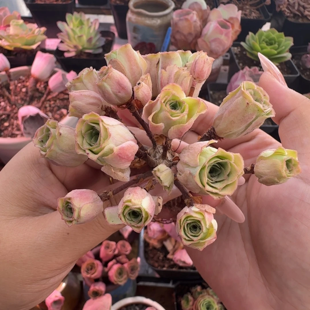 L440半城玫瑰造型桩不含盆土