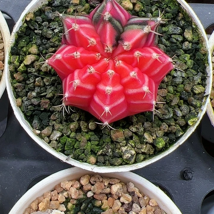 当前无花朵，栽培后可花朵