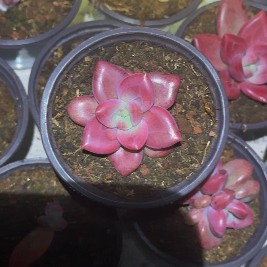 赫菲斯托 单头 一物一拍