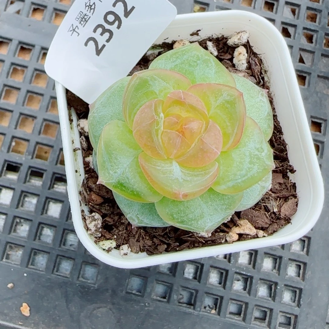 灵泽珍妮，2392多肉植物