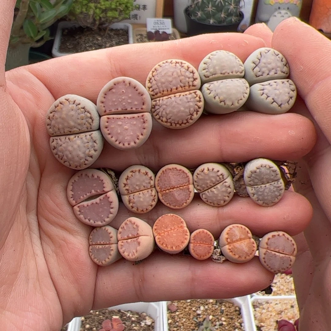 _*安0610号饼干17颗 多肉植物