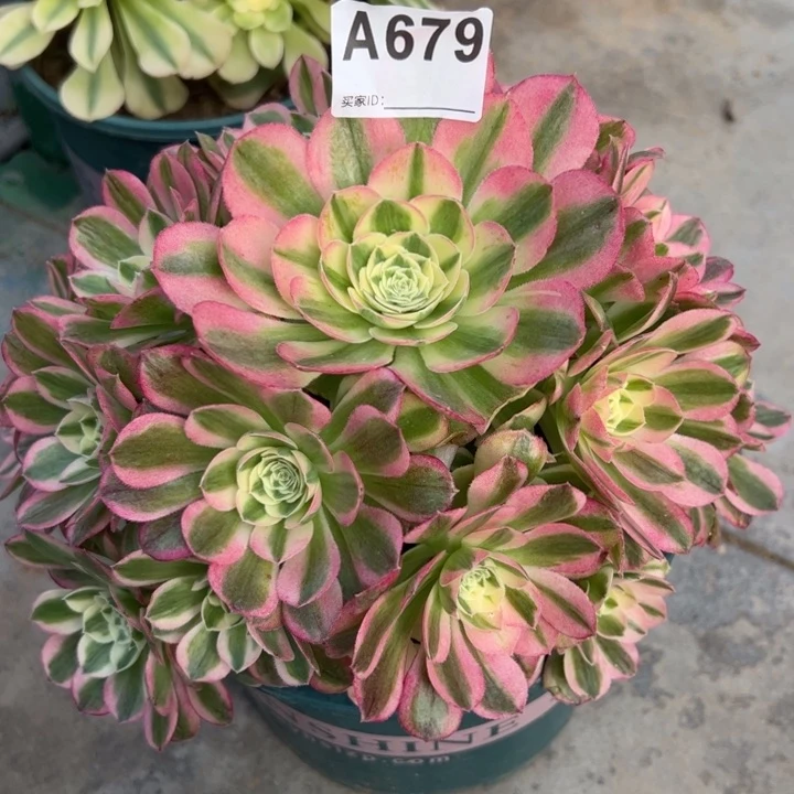 679玉资23厘米左右