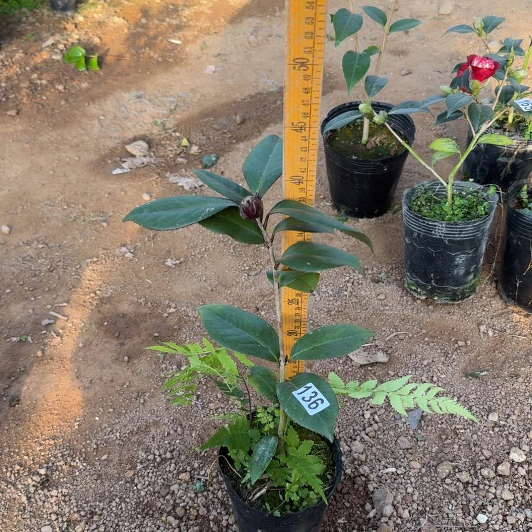 少量花朵（建议范围：2朵-5朵 或40%以下）136超红