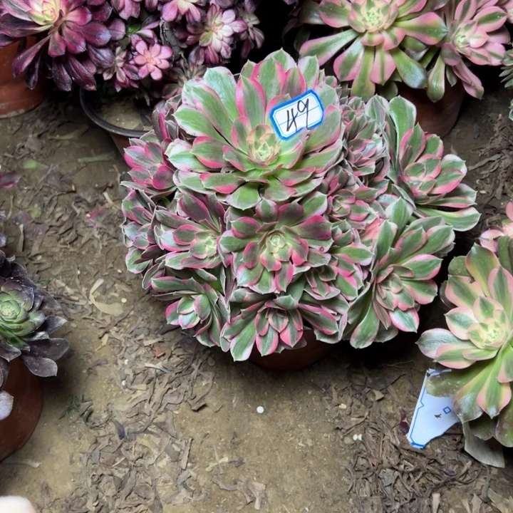 簡***愛多肉植物粉妖月49