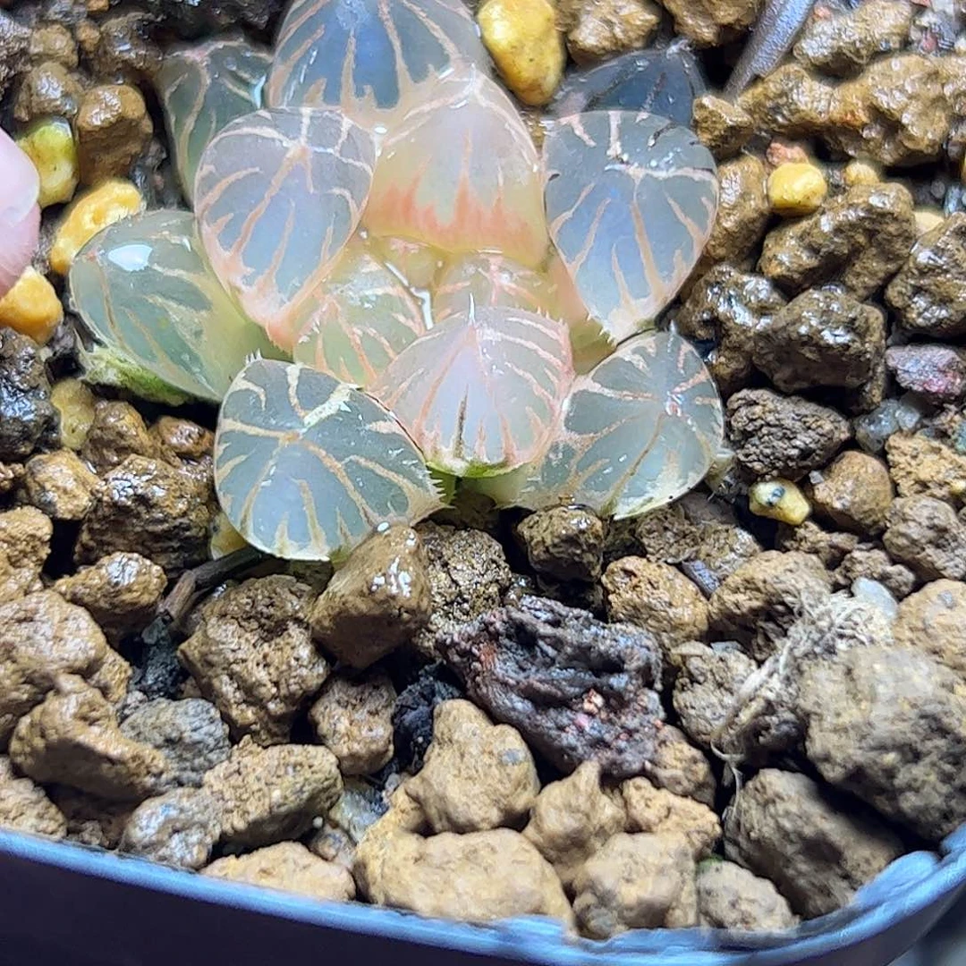 糊斑龙爪十二卷十二卷