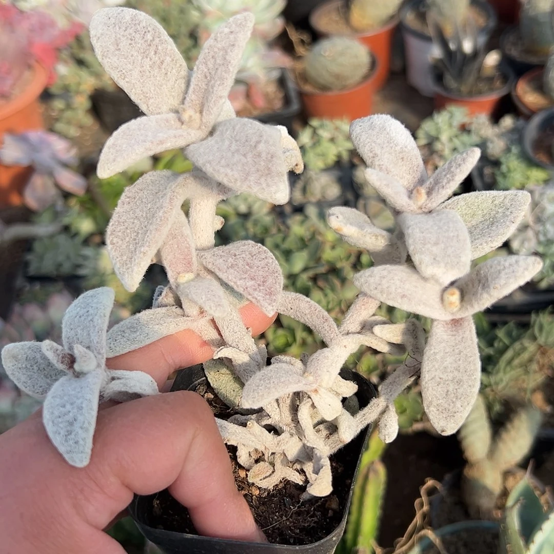 多肉植物多肉植物