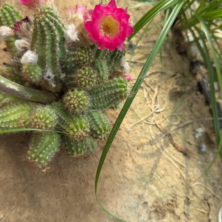 白檀仙人掌470侧芽一个