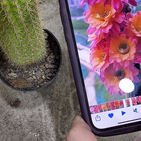 时光仙人球，257899