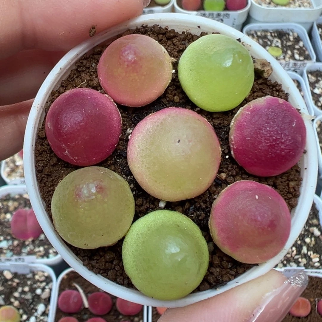 375灯泡裸根发货