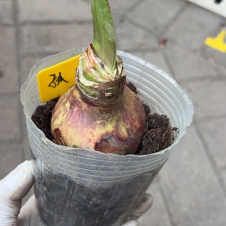 无花朵朱顶红孤宝仙子6+