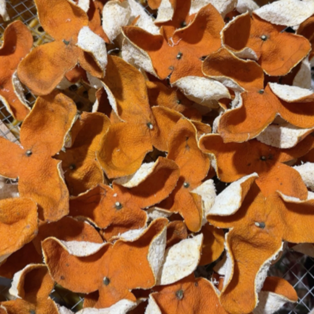 （收藏款）浦北世界长寿之乡（10年龄茶枝柑冬后大红皮）