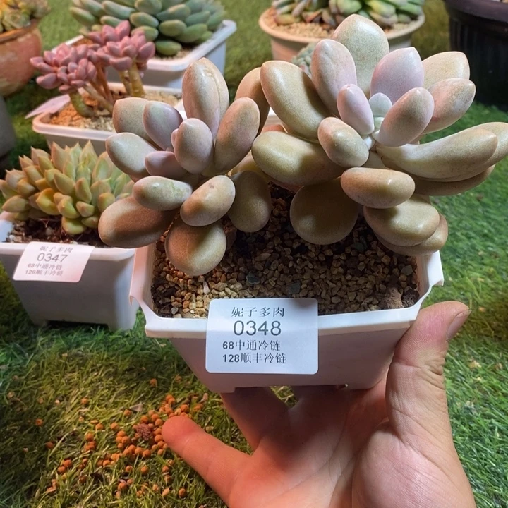 0348啊啊啊啊啊啊啊啊啊啊