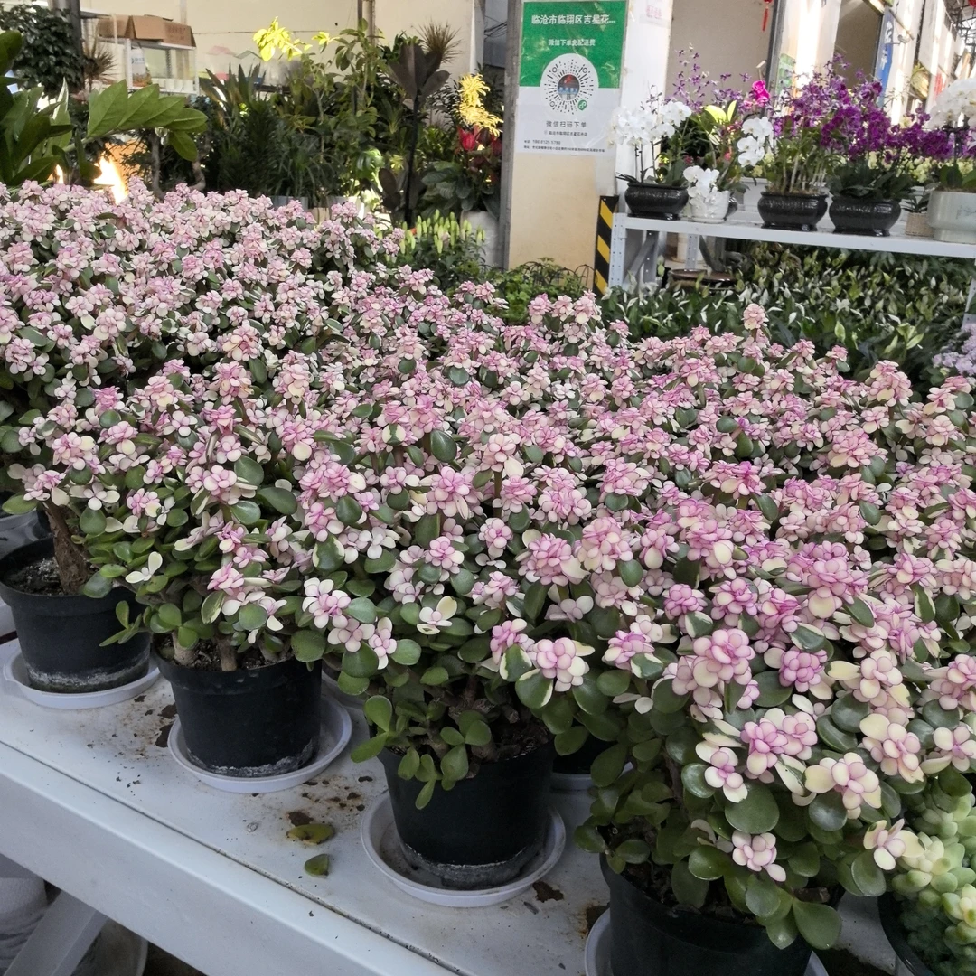 云南发货金枝玉叶老桩盆栽多肉植物室内花型