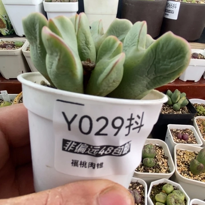 多肉一物一拍029号