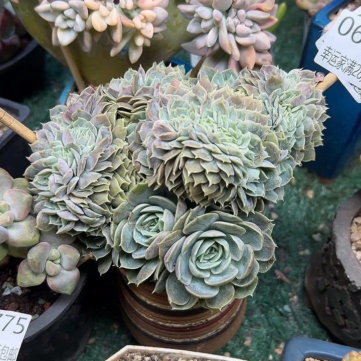 幸运儿的一句台词我真的