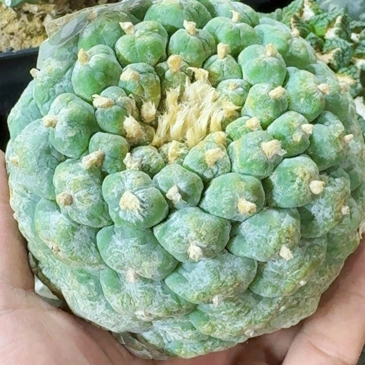 无花朵福利落地大尤003