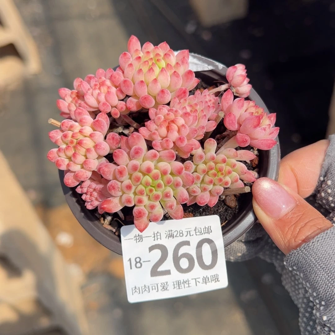 烟花多多肉多肉多肉多肉