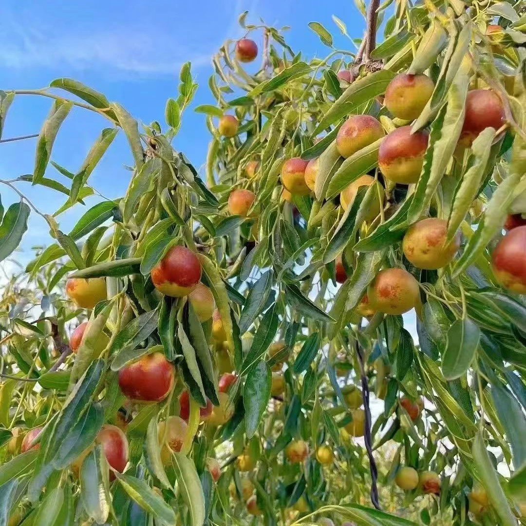 （大果）黄骅冬枣现摘现发一口脆甜爆汁新鲜直达超满足味蕾