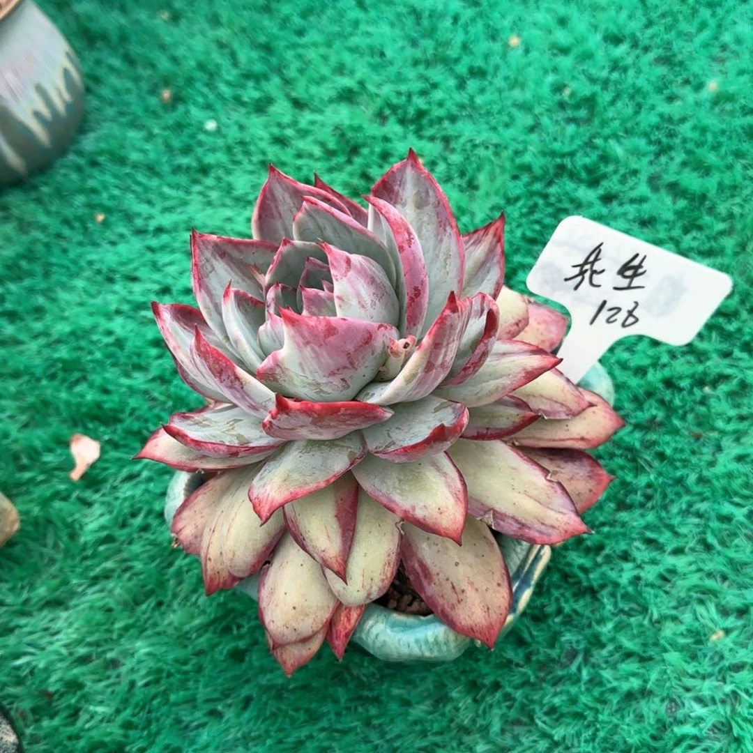 花*惊鸿仙子，花生，