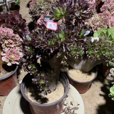 黑法师缀一物一拍